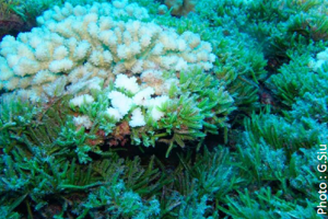 Formation PSL sur les récifs coralliens - Moorea 2018
