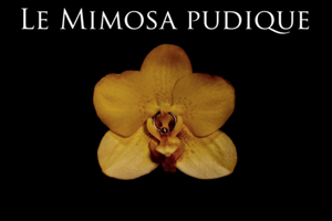 le mimosa pudique 300×200